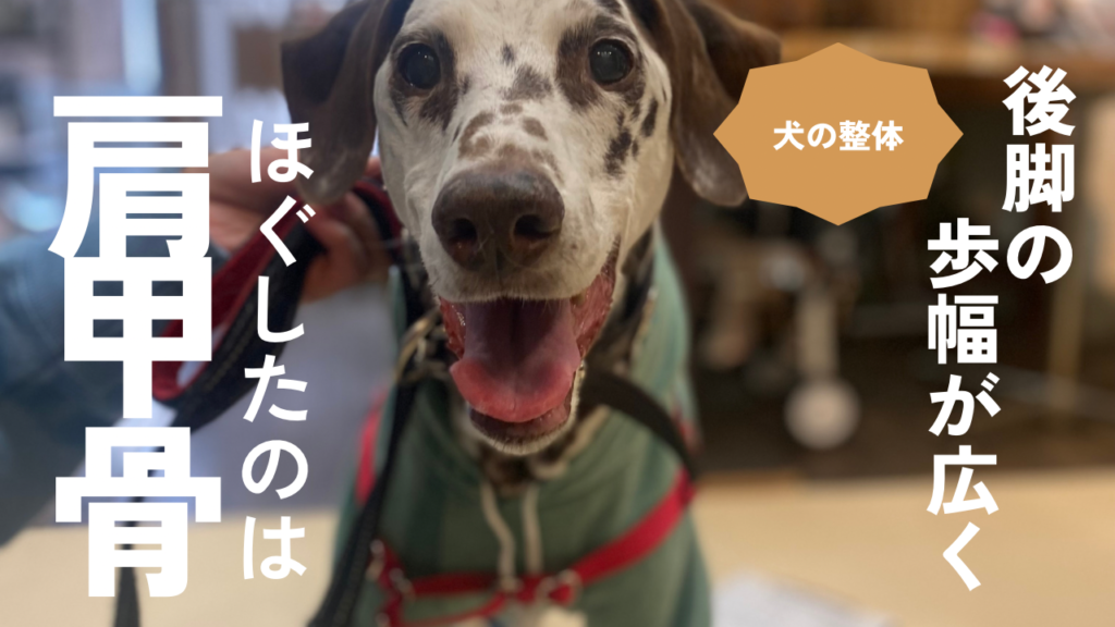 肩甲骨が動くようになったら後脚の歩幅が広がった！