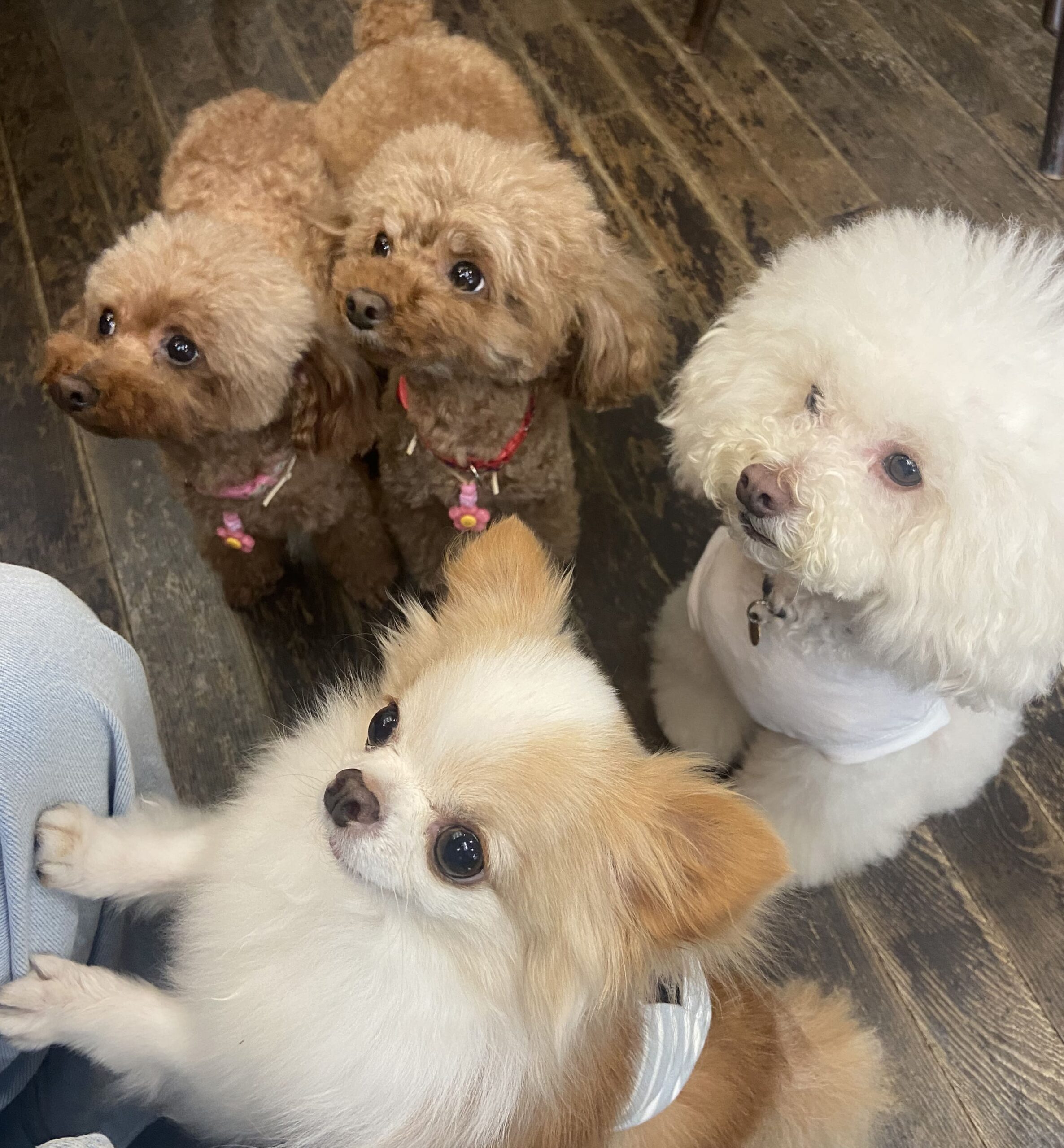 飼い主様による愛犬のための整体習得講座