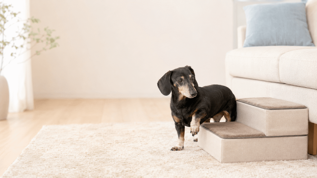 ペット用の階段を前に足を止めるシニア犬